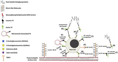 Theft and Reception of Host Cell's Sialic Acid: Dynamics of Trypanosoma Cruzi Trans-sialidases and Mucin-Like Molecules on Chagas' Disease Immunomodulation